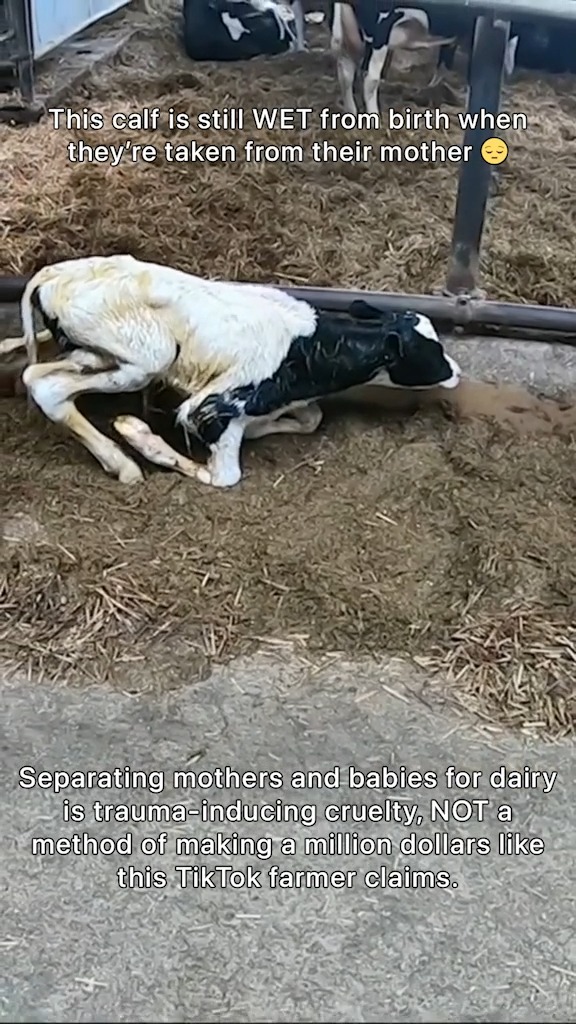 Newborns need to be with and nurse from their mothers, regardless of their species. But this baby wasn’t granted that necessity because humans stole the mom’s milk instead 💔