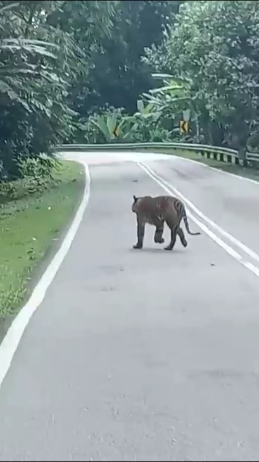Harimau Belang yang sempat dirakamkan Che Fiti Zulhilmi di Jalan Gua Musang-Jeli, berhampiran Bukit Meranto, di sini, semalam. - Video/Ihsan Che Fiti Zulhilmi