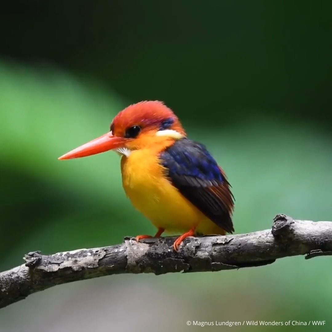 Say 👋 to the smallest of all kingfisher species... the Oriental dwarf #kingfisher. This bird may be small, but its stunning colours are larger than life! 🌈