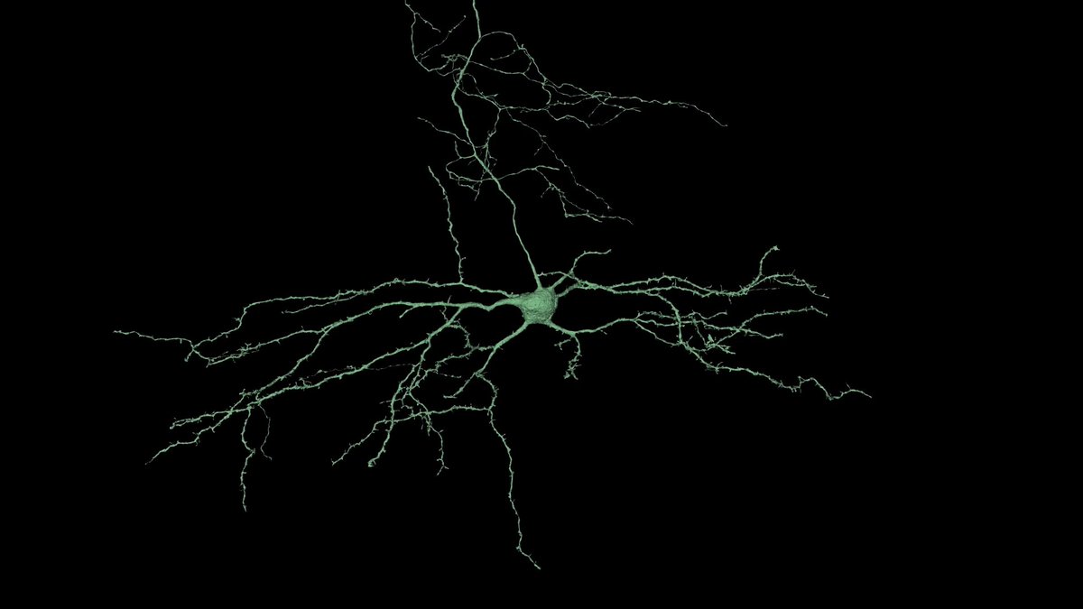 Neurons come in many different morphologies or shapes. Admire the diversity of inhibitory neurons in the beautiful #ElectronMicroscopy video by Forrest Collman.