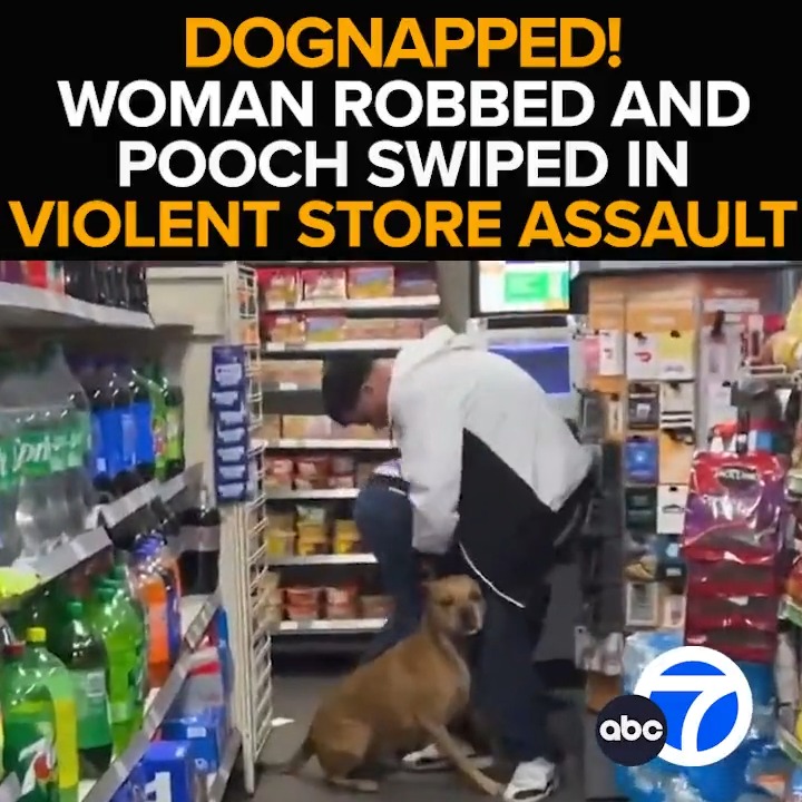 Have you seen this duo? They're the suspects in a violent dognapping in a North Hollywood 7-Eleven, attacking a woman and stealing her dog Drake. Now the hunt is on to find Drake, and the cruel canine crooks caught on camera. Tonight at 11 from ABC7