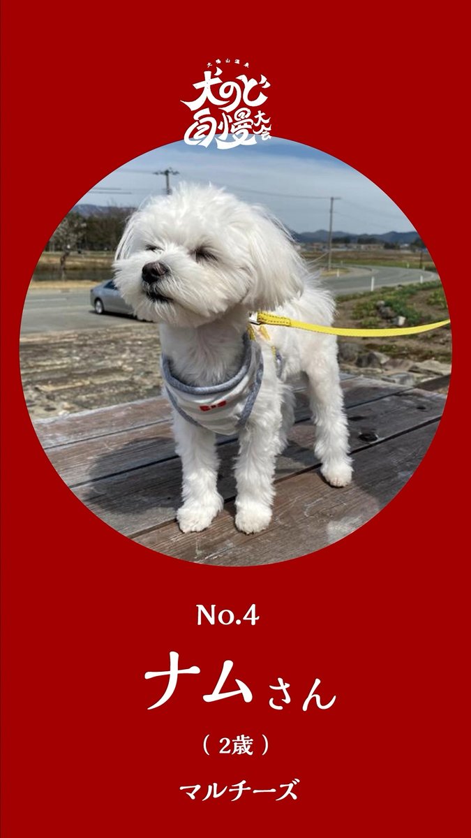🐩犬のど自慢大会を開催中🐕🦺 🐕あなたはどの犬が好き?🦮 抽選で10名様にAmazonギフト券10,000円分が当たる投票キャンペーンも実施中🎁 #犬鳴山温泉犬のど自慢大会 に参加している #4ナムさん はアグレッシブな一面をもつ、お寺の看板犬です。 詳しくはこちら👇