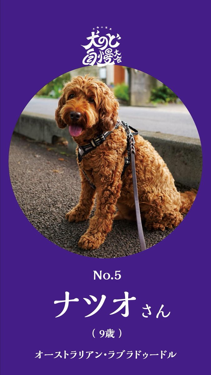 🐩犬のど自慢大会を開催中🐕🦺 🐕あなたはどの犬が好き?🦮 抽選で10名様にAmazonギフト券10,000円分が当たる投票キャンペーンも実施中🎁 #犬鳴山温泉犬のど自慢大会 に参加している #5ナツオさん の歌う演歌は、もう聴きましたか? 詳しくはこちら👇