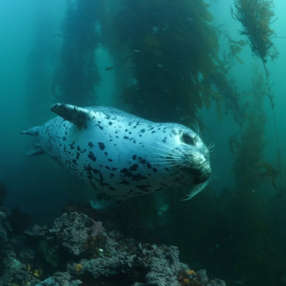 Kelp forests provide food and habitat for gray whales, salmon and hundreds of other marine species. Our coastal communities depend on them too. Thank you Senator Jeff Merkley and Ron Wyden for taking action to restore these vital, threatened ecosystems through the Help Our Kelp Act!