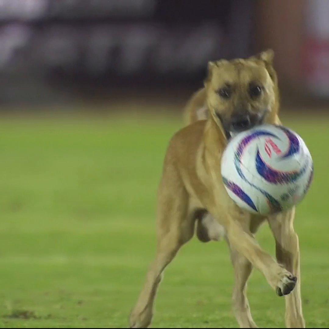 🇲🇽🐶 Un perro se convirtió en la estrella de un partido de fútbol al ingresar al campo y jugar con el balón. ⚽ Fue en el partido entre Alebrijes vs Dorados, en la Segunda División del fútbol mexicano, donde el animal se robó el show por unos minutos.