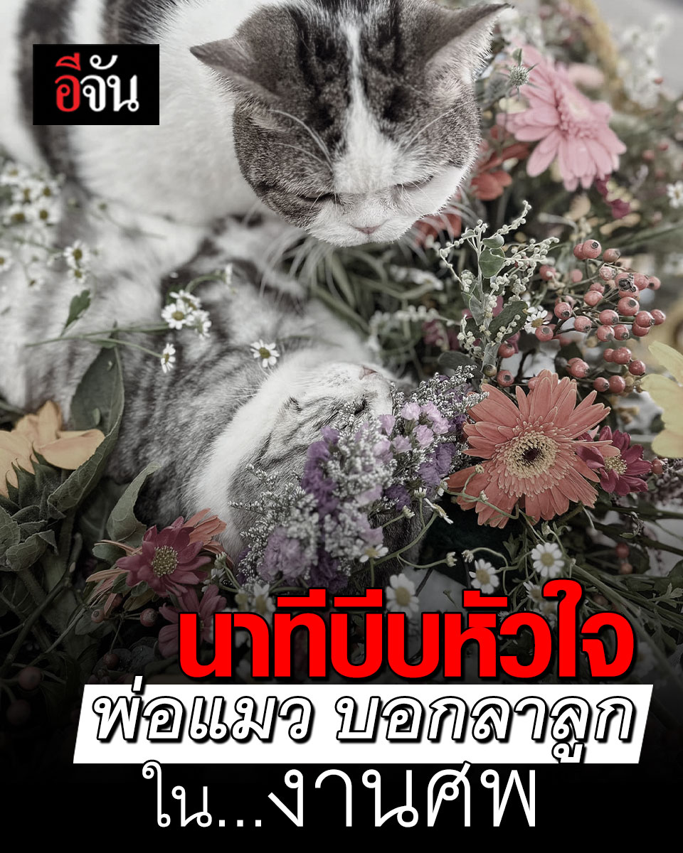คลิปนี้บีบหัวใจสุดๆ เพจ #ทูนหัวของบ่าว ไลฟ์บรรยากาศ งานศพน้องแมว แต่พ่อของแมวก็มานอนข้างๆ เหมือนเป็นการบอกลา ครั้งสุดท้าย #อีจัน #แมว