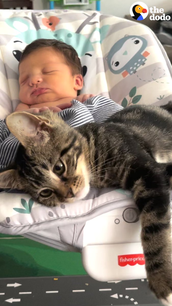 Kitten is so obsessed with her baby sister, she insists on supervising bath time and has to be in the stroller with her when they go on walks ❤️