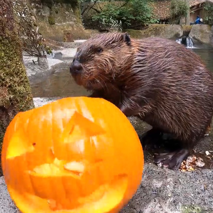 Let the gourd times roll