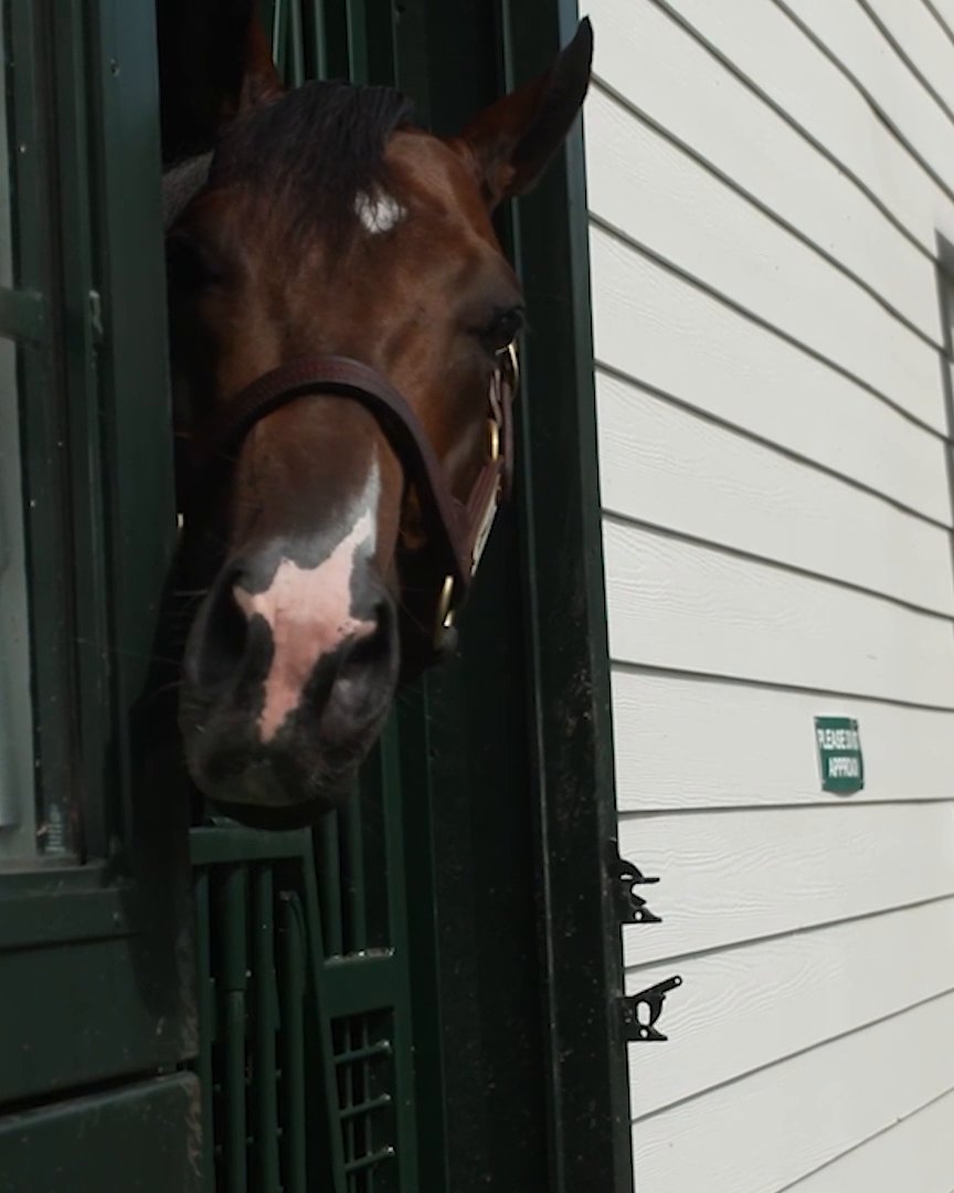 Florida or Kentucky? The horse's pick is in 👀🥕 #SECNation | Spendthrift Farm