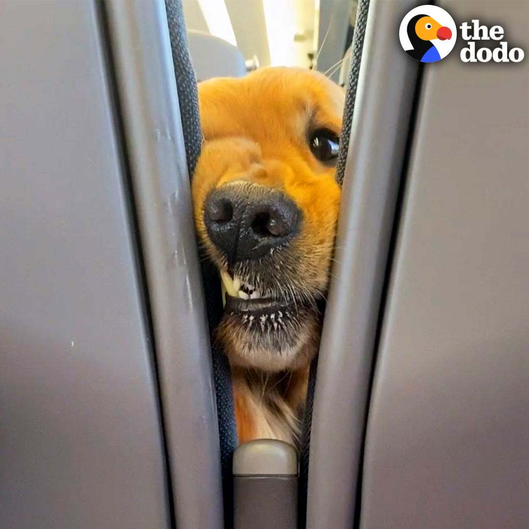 This pup insists on saying hi to everyone on his train rides and even checks himself into hotels 😂