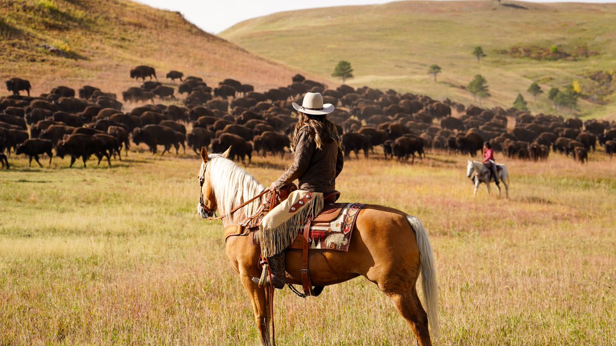 25,000 spectators and 1,600 buffalo made for a spectacular 2023 Buffalo Roundup. Come join us at Custer State Park next year!