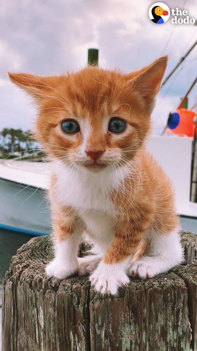 This kitten was raised by dogs — watch him run with the pack straight into the ocean the first time he goes to the beach! 💛