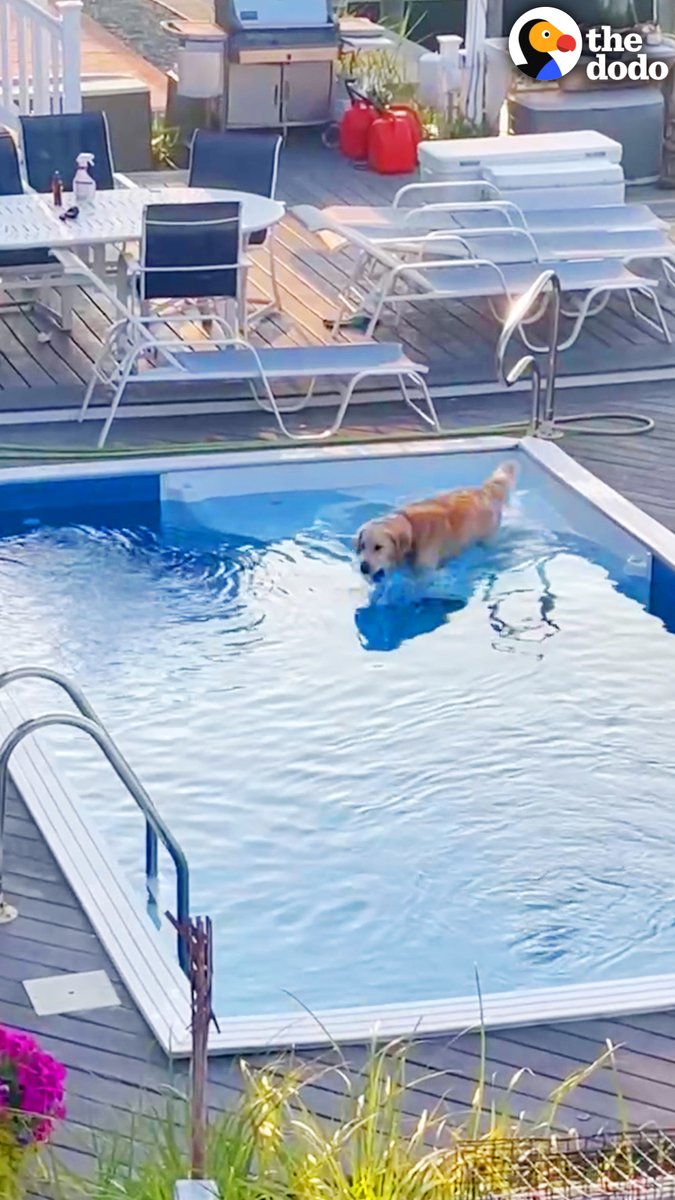 Golden gets caught on camera sneaking into the neighbor's pool at 6am every morning 😅💛