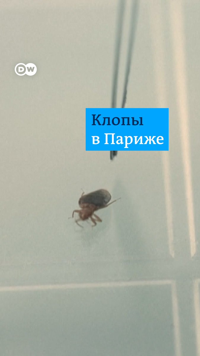Париж - один из самых романтичных городов Европы. Но сейчас столица Франции, кажется, переживает нашествие постельных клопов. Французские власти объявили войну кровососущим насекомым