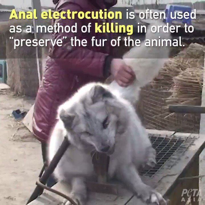 Animals are trapped, gassed, and electrocuted — all so people can wear their fur 💔 #WorldAnimalDay #AnimalDay