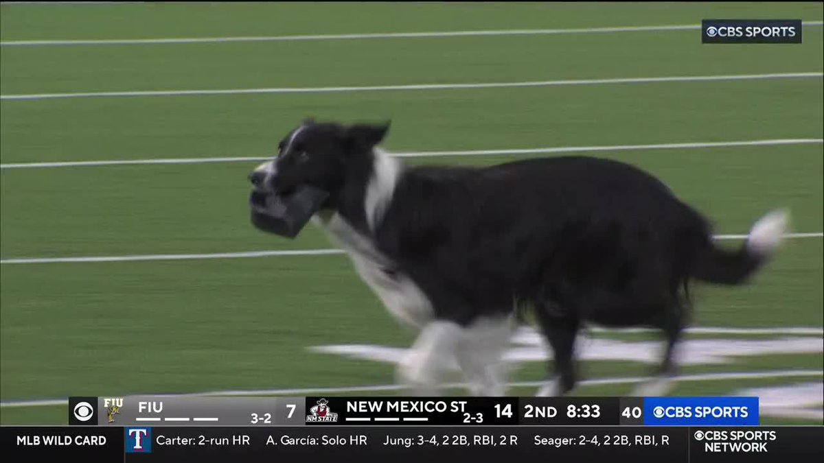 Dogs retrieving the tee after the kickoff will never not be awesome.