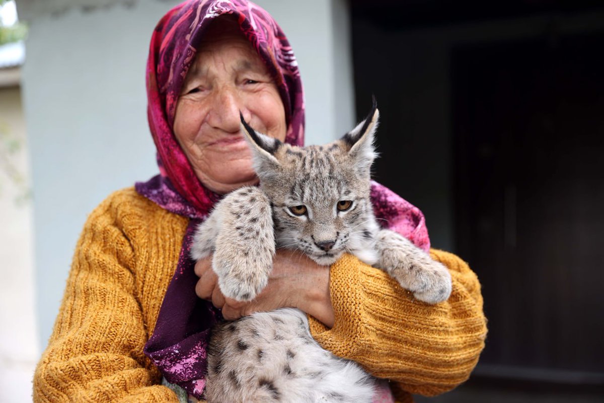 🐈 ‘Pisi pisi’ deyince bakmıyor, kedi değil bu… 🐈 Aslan mı yoksa? Sivas'ta köylülerin 2 gün boyunca bakıp beslediği vaşak yavrusu koruma altına alındı.