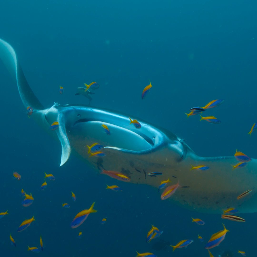 Not only are these manta rays impressive to look at, but they also have the largest brains of all the ocean's fish — making them quite inquisitive as well. #AnimalsUpClose with Bertie Gregory is now streaming on Disney+!