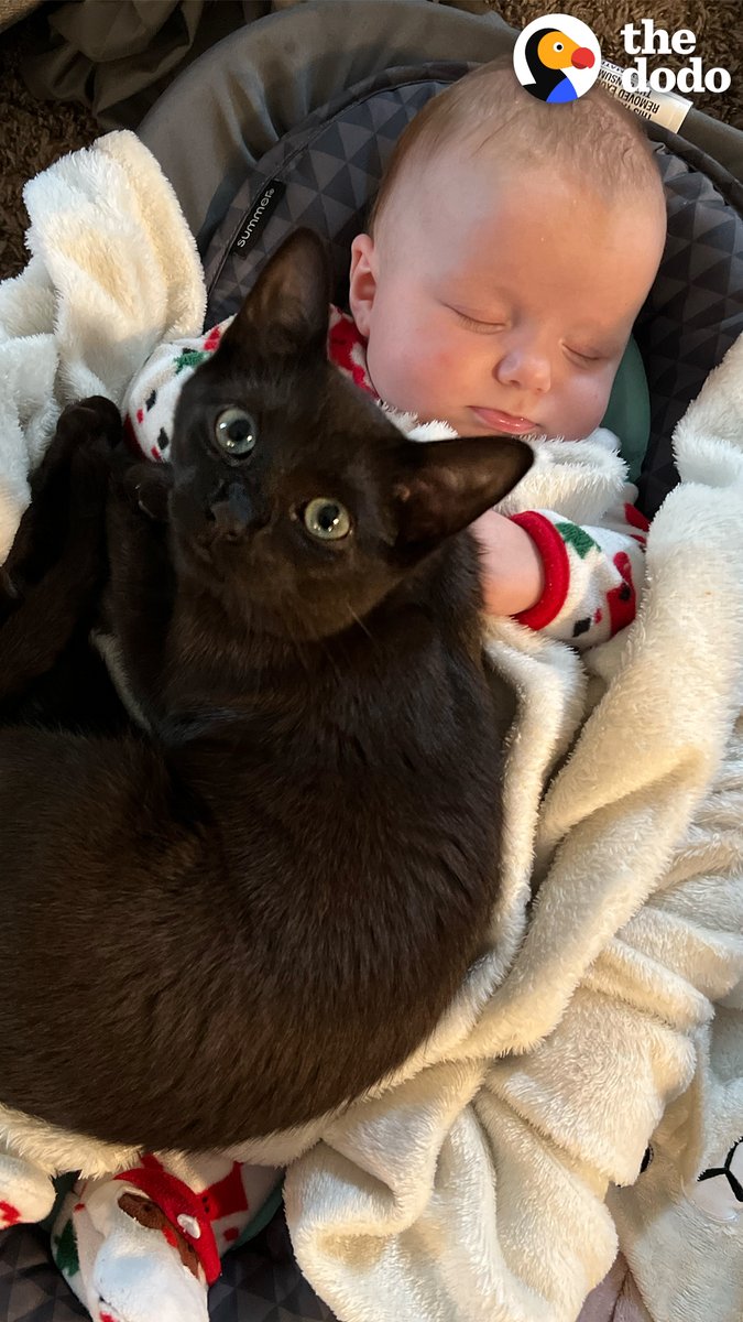 Kitten gets caught on baby cam sneaking into her sister's crib for a snuggle ❤️