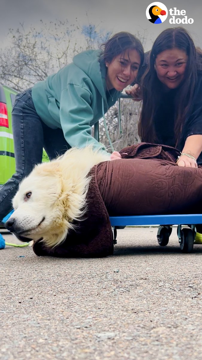 Scared Pyrenees was too afraid to walk inside his foster home — watch what made him finally trust again 😭❤️