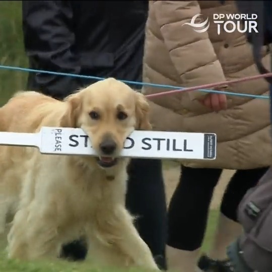 Quiet please 🐶 #dunhilllinks