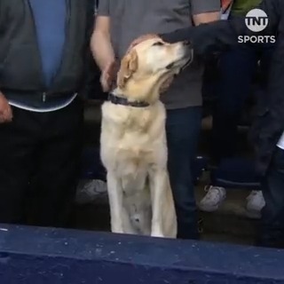 🚨 Dog spotted at Kenilworth Road 😍