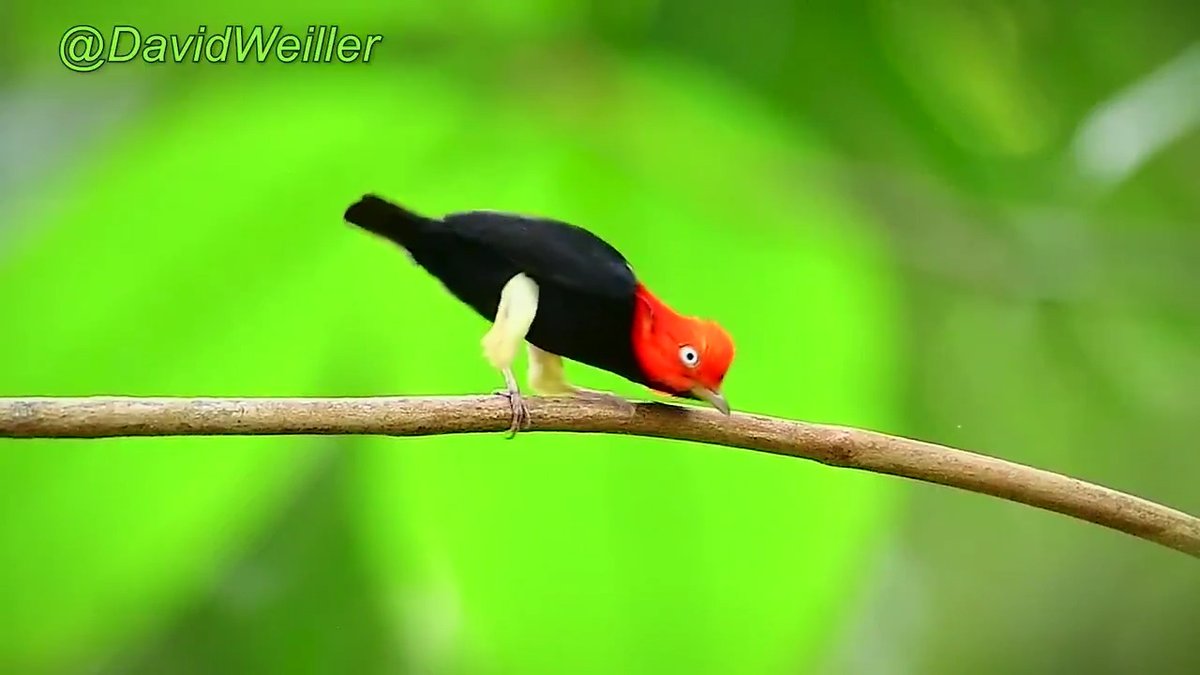 Courtship dance of the red-capped Manakin (Ceratopipra Mentalis) Resembles a moonwalk 📹David Weiller