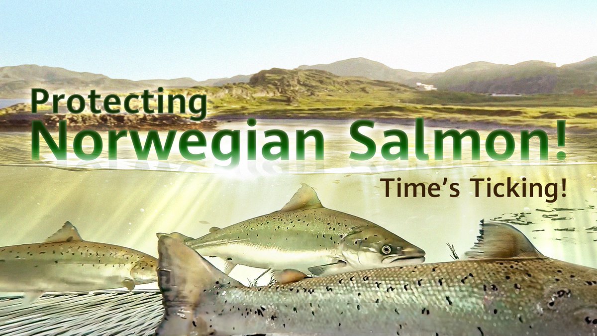 Catching invasive species is challenging but also vital to preserving local ecosystems. With the help of #AI, researchers were able to eff-fish-ently identify and catch the invasive Humpback Salmon, giving the local Norwegian Salmon a better chance to thrive. Watch the story! #TECH4ALL #BetterTogether #Huawei