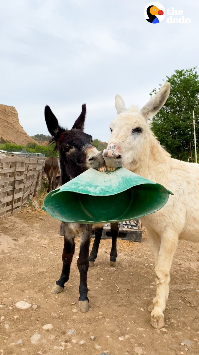 Watch these mischievous donkeys turn into big mushes when they get 1:1 time with Dad ❤️
