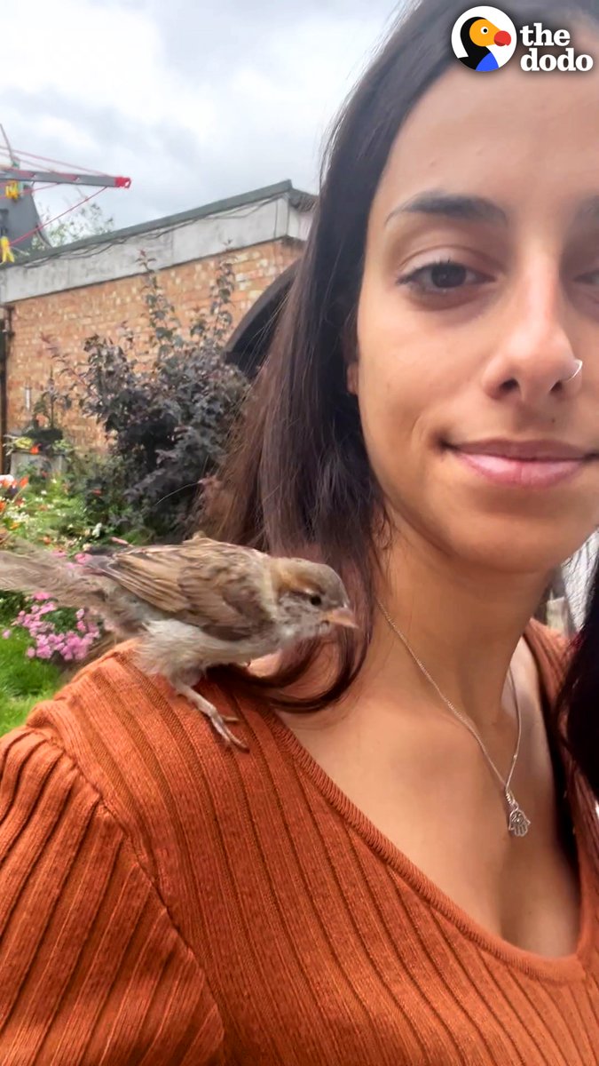 Woman rescues the tiniest baby sparrow and teaches him how to fly — watch him fly back to say thanks when he's grown up 😭💛