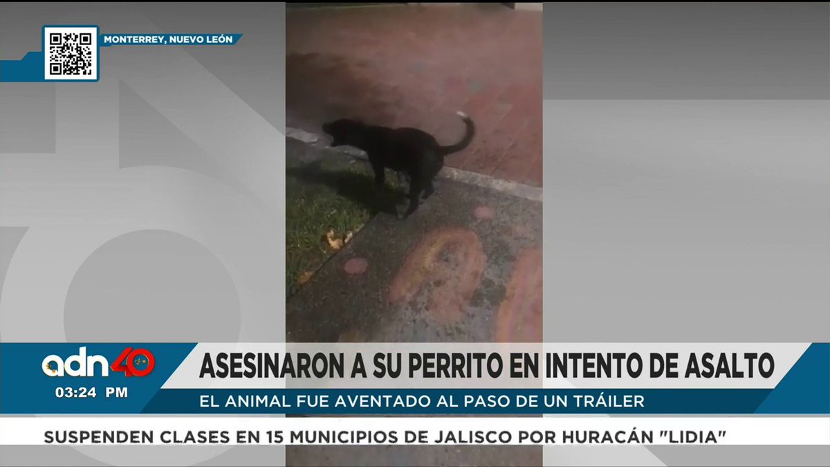 🇨🇴🇲🇽 | Un joven migrante colombiano viajó con su perrito por 12 países, hoy todo es tristeza pues mataron a su mascota en un intento de asalto en México. Video de Adn40
