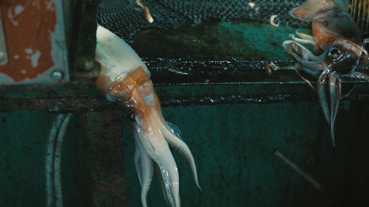 In February, 2022, Ian Urbina asked the documentary filmmaker Ed Ou to join him at sea, boarding Chinese squid ships. The resulting hybrid documentary, “Squid Fleet,” captures a strange world that few outsiders get to see. Watch the full film: