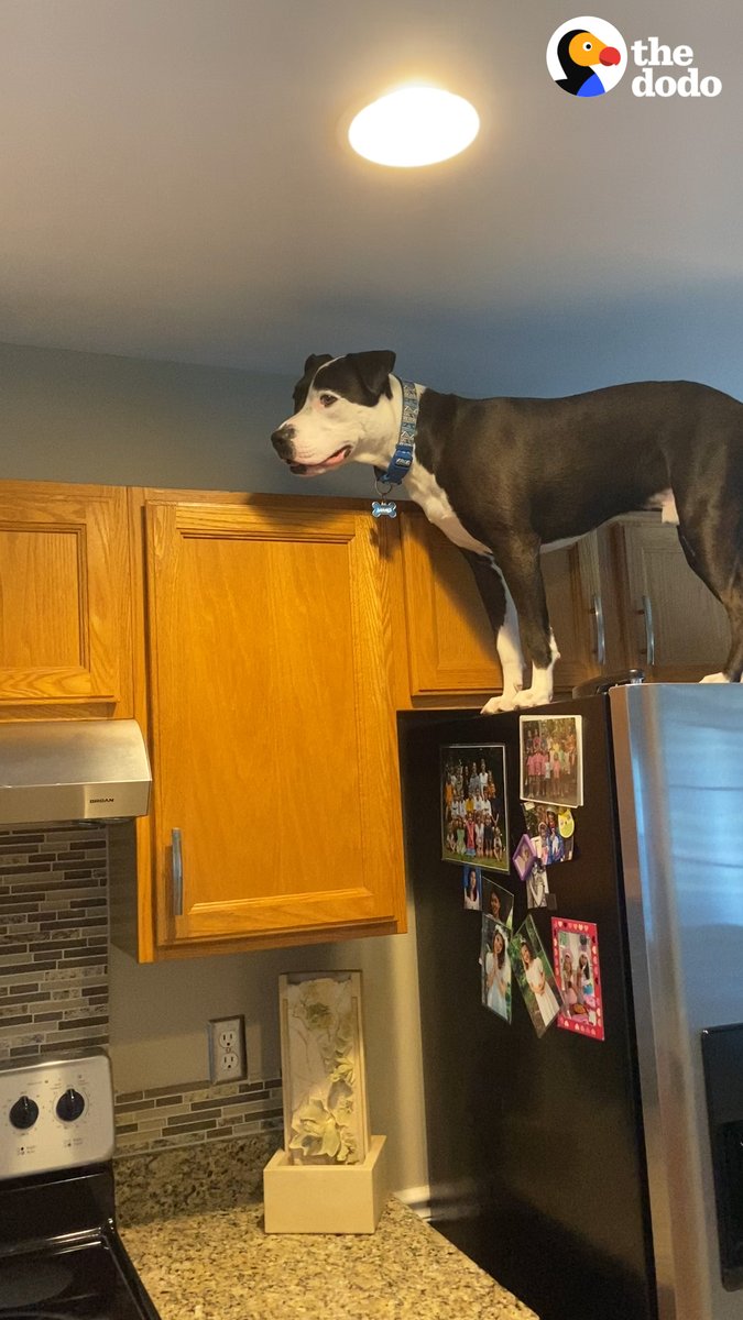 Pittie jumps on the counters just like the cats ... and on top of the fridge!