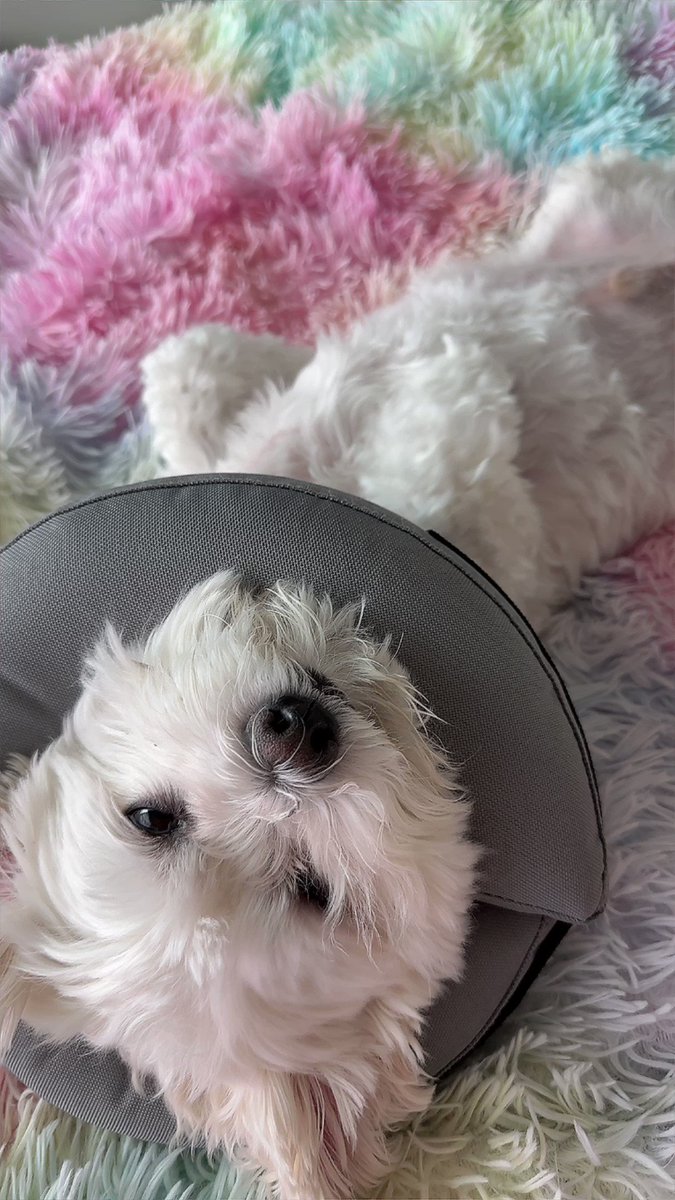 Buddy sleepin’ 🥹