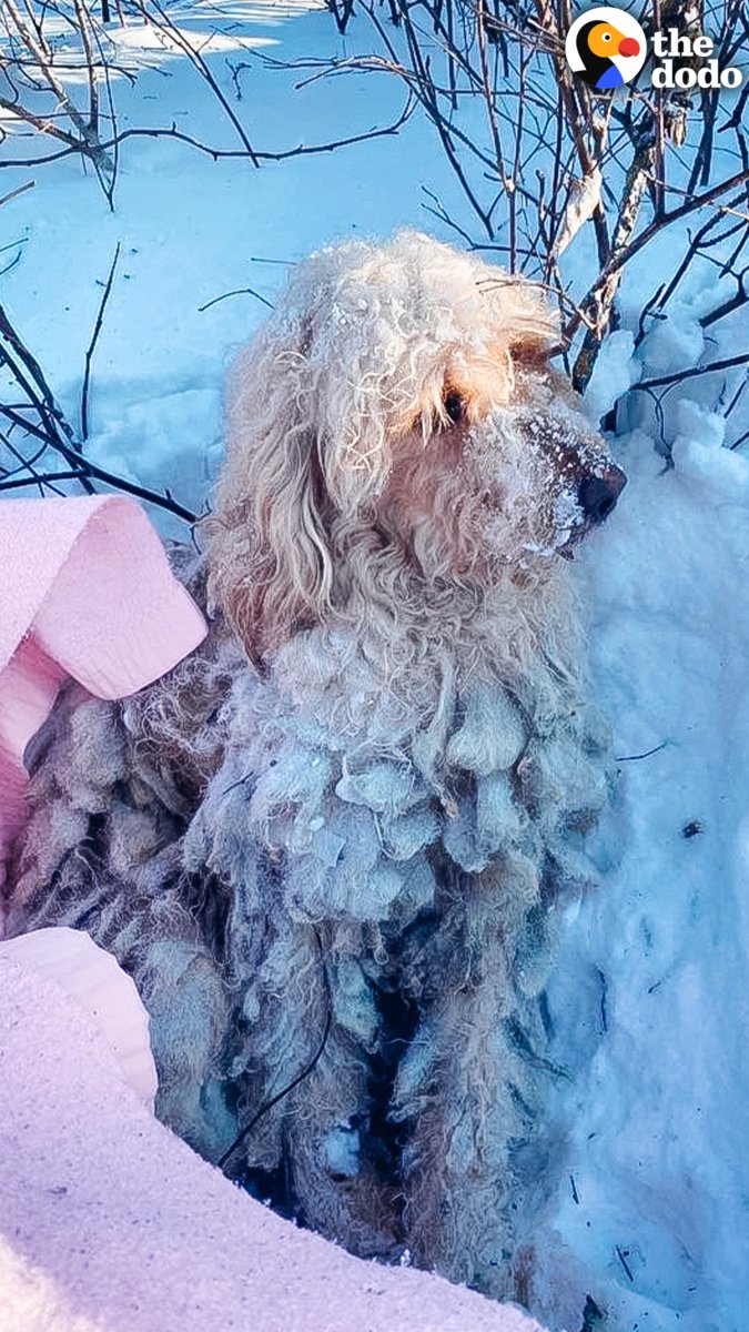 Dog lost in -30 degree snow goes shopping with new dad for a cute red jacket ❤️