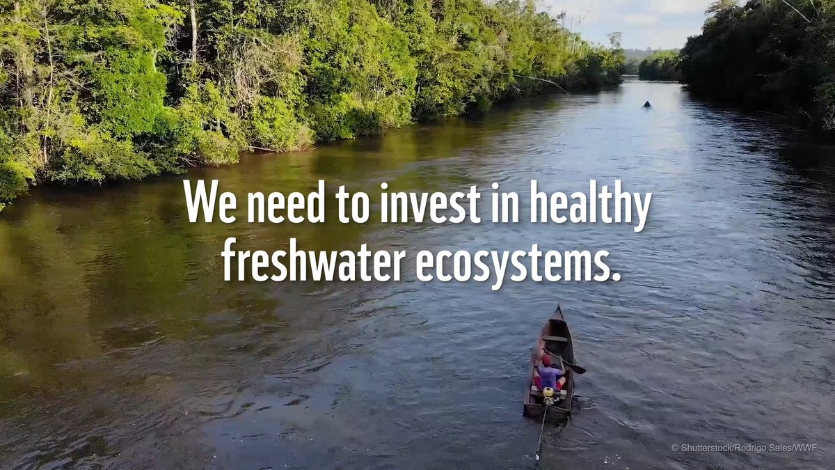 💧🦦Water is life. Water is food. Water is everything. But we treat it as if it’s nothing - along with the rivers, lakes and wetlands that store and supply it. 🚨 RT if you agree leaders must act NOW to protect and restore our freshwater life support systems! #WaterIsFood