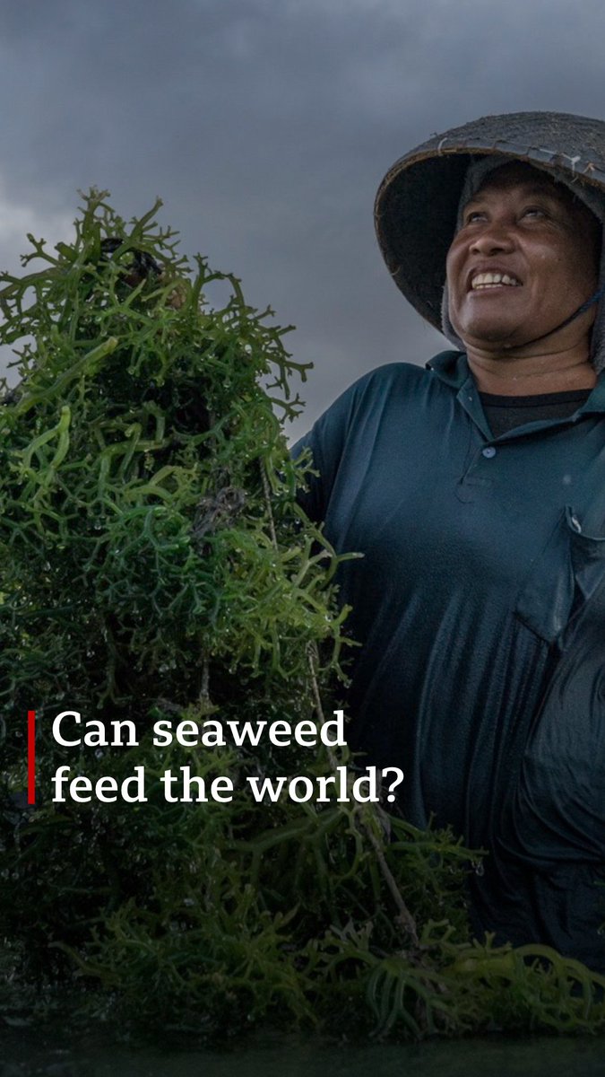 Seaweed farming is the world's fastest-growing food industry. Can it help feed the world? More plants fixing the world