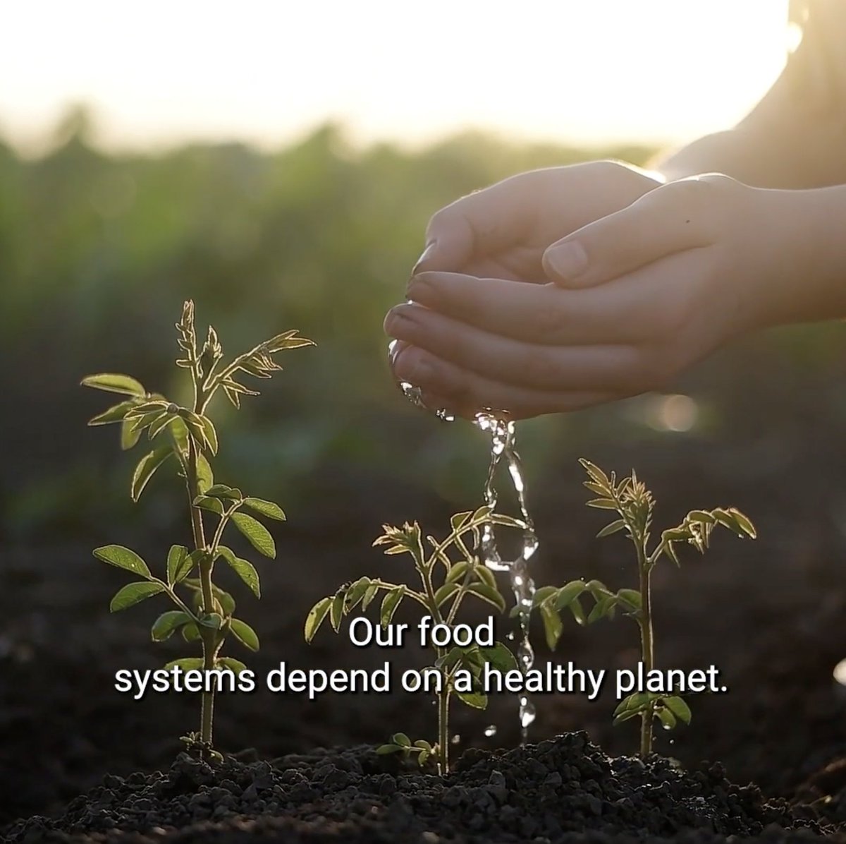 Our food systems need transformation. We can nourish and restore the planet while feeding the world. On #WordFoodDay, let’s drive action towards a resilient and thriving future.