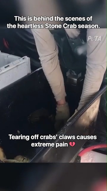 Think of this video when you see Stone Crab on the menu. Tearing off live crabs’ claws & throwing them back is torture. Urge MyFWC to ban it!