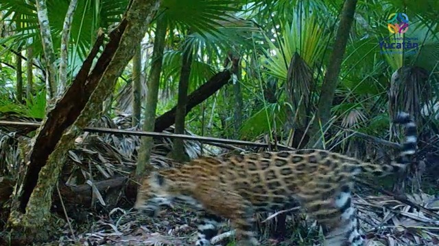 🚀 Since the project launched in Mexico's #Yucatan, we've seen incredible outcomes! 🎉 Check out our video to discover how digital tech is helping us protect #biodiversity 🌳🐾 #Tech4Nature #TECH4ALL IUCN C Minds Rainforest Connection