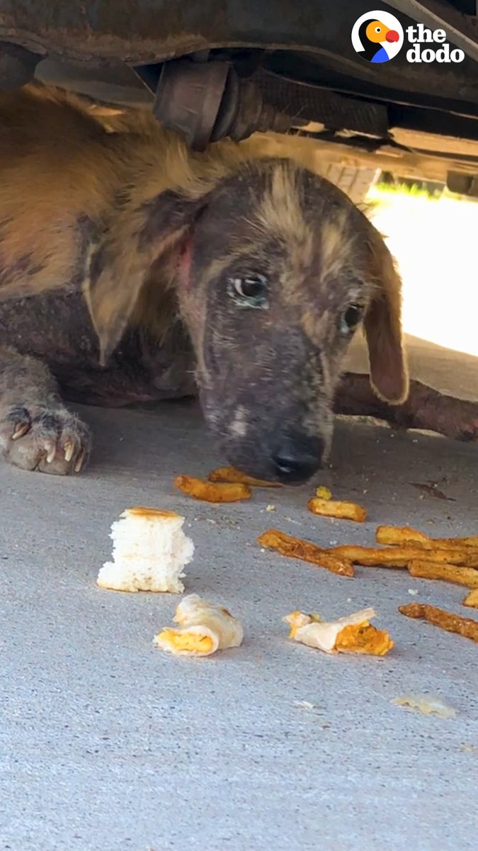 Abandoned puppy goes to the beach for the first time and it's magic 💓