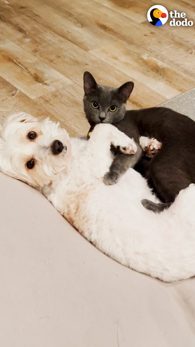 Stray cat keeps crashing this dog's walks — and once his mom lets her in, she refuses to go back outside!😻