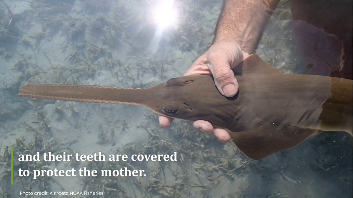 Today is International Sawfish Day! Did you know that the smalltooth sawfish was the first marine fish to be listed under the Endangered Species Act? Watch the video, and visit our website, to learn more about this species: #InternationalSawfishDay #ESA50