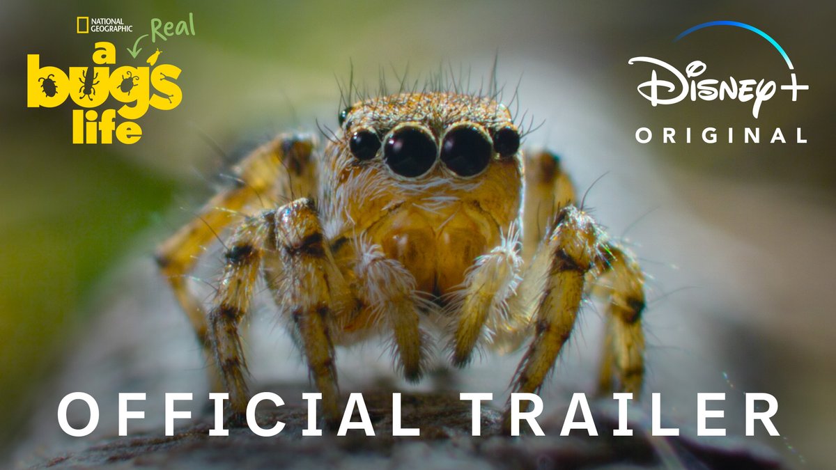 Have you ever wondered what really goes on inside the lives of Earth's miniature heroes? Well, you're about to find out — and it's all real! Inspired by, A Bug's Life and narrated by Awkwafina, #ARealBugsLife is streaming January 24 on Disney+. 🐜🌱