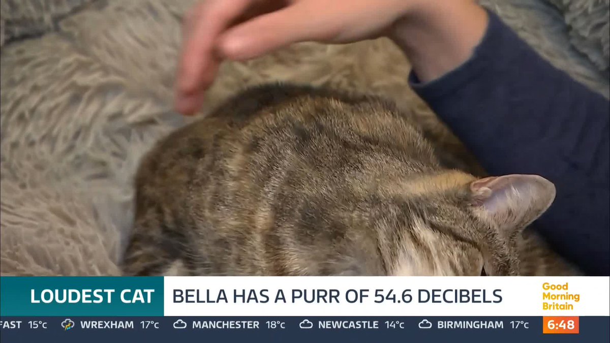 🐱 Bella the cat has broken the Guinness World Record with the loudest purr recorded at 54.6 decibels!