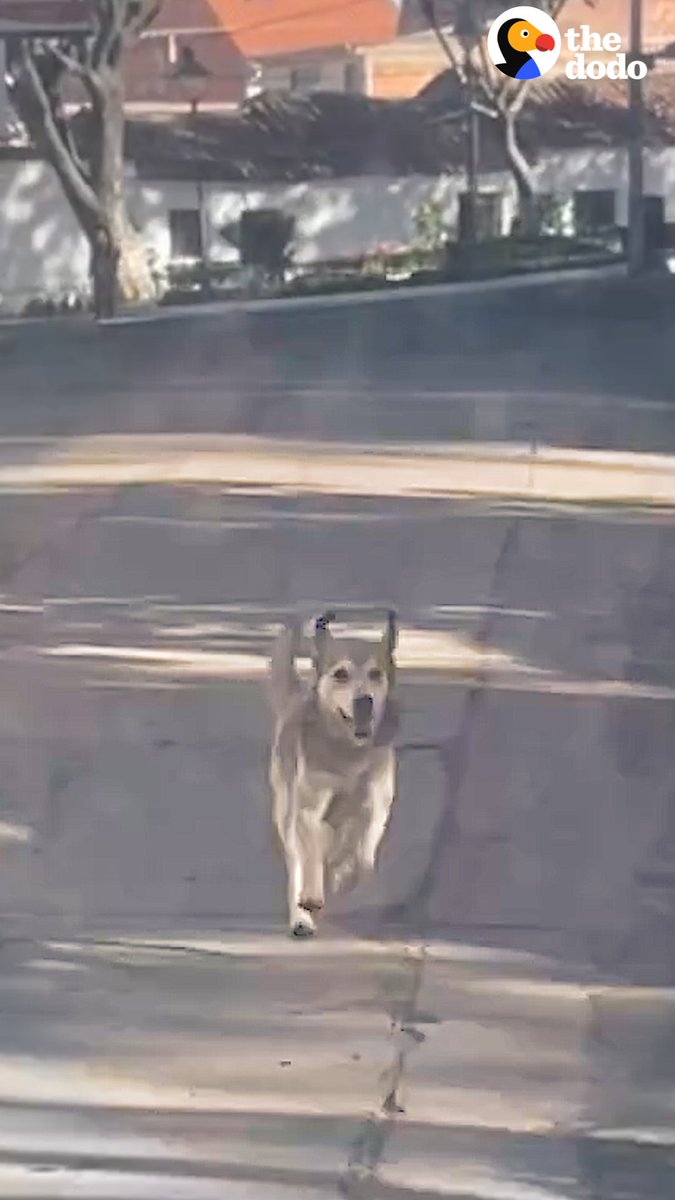 Stray dog meets a woman on vacation then chases her car for blocks until she finally stops ❤️