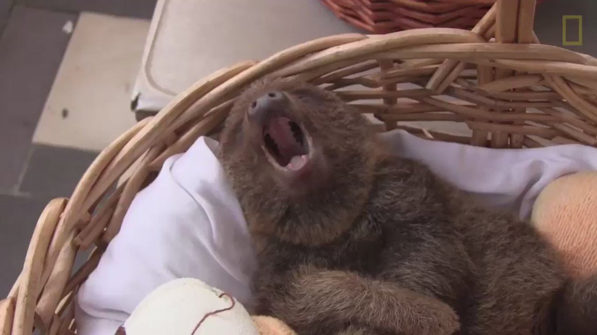 Did someone ask for baby sloth videos? Happy #InternationalSlothDay!