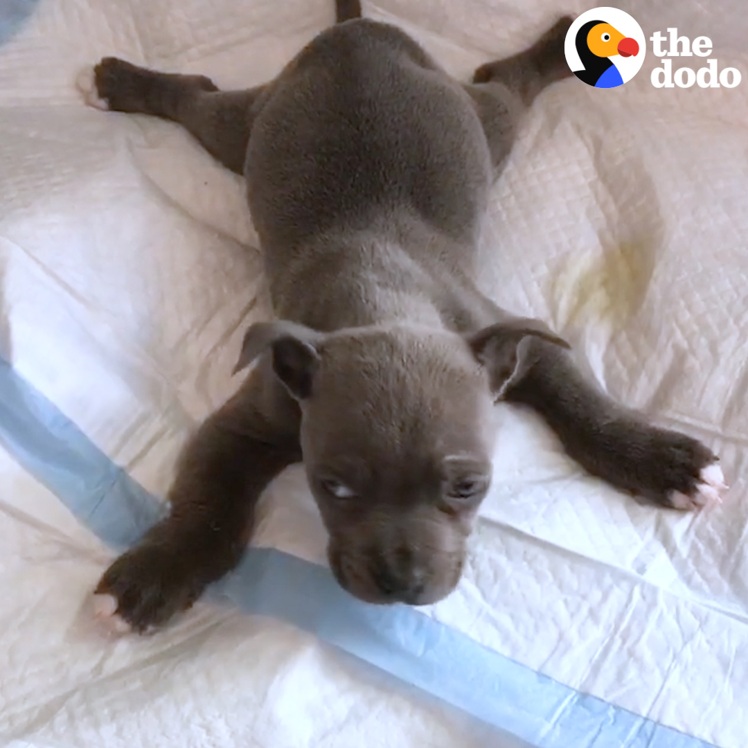 スイミングパピー症候群の子犬。 （先天的に四肢または後肢のみに 力が入らず立ち上がれない症状） 飼い主さんの懸命なリハビリと治療で克服し、 走り回れるように...😢