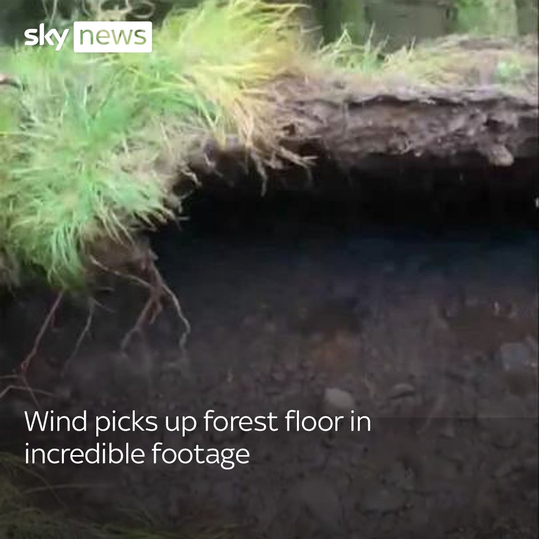 Footage filmed by a dog walker shows the moment strong winds lift up the forest floor in Mugdock, Scotland. Live updates here: