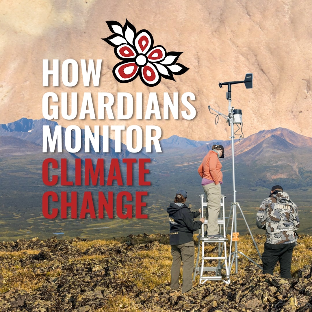 โThis is a win-win for everybody.โ Watch & be inspired by how 3 Guardians programs in Northern BC are teaming up to help bridge major gaps in understanding #climatechange in the area, and how their work benefits us all. #LandNeedsGuardians